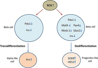 Oxidative stress-mediated beta cell death and dysfunction as a target for diabetes management